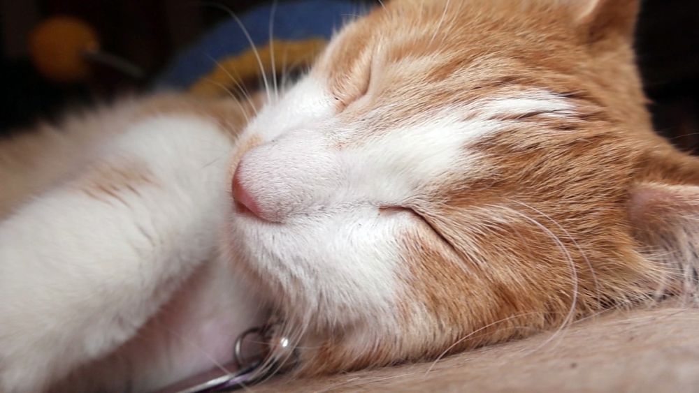 Orange and white cat sleeping peacefully 