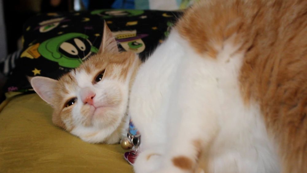 Orange and white cat in the process of rubbing his face on the sofa. His behavior report is 85% good, 15% various harassings and menacings of his siblings, they have new calming collars now.