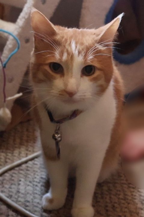 Orange and white cat, unrepentant. His behavior report is 95% good, 5% harassed Sally.