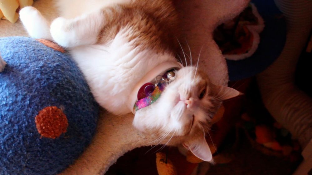 Orange and white cat winking. His behavior report is 100% good.