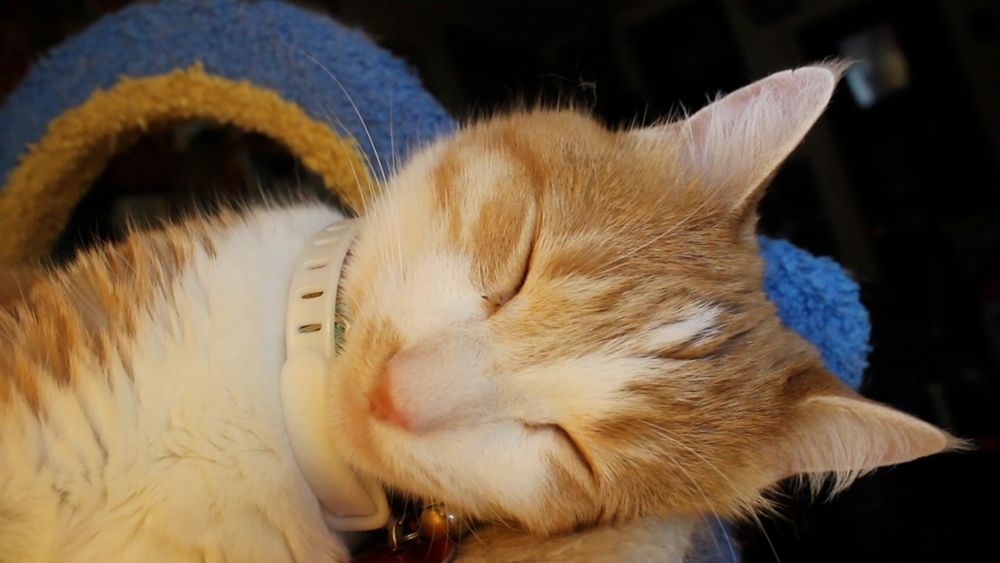 Orange and white cat sleeping so peacefully. His behavior report is 100% good 