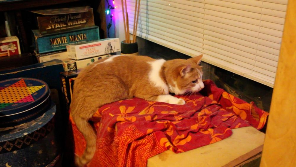 Orange and white cat alertly watching out of a window. He says, "Good morning Gonzobongos! I hear there might be a bunny problem today. Don't worry; I'm on the lookout; no bunnies will get past me."