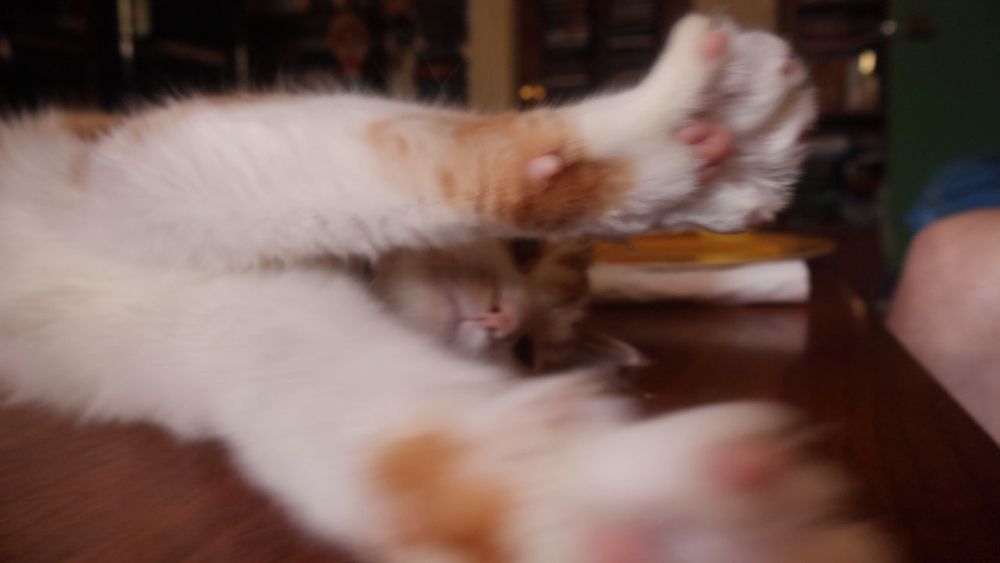 Stretched paws of orange and white cat 