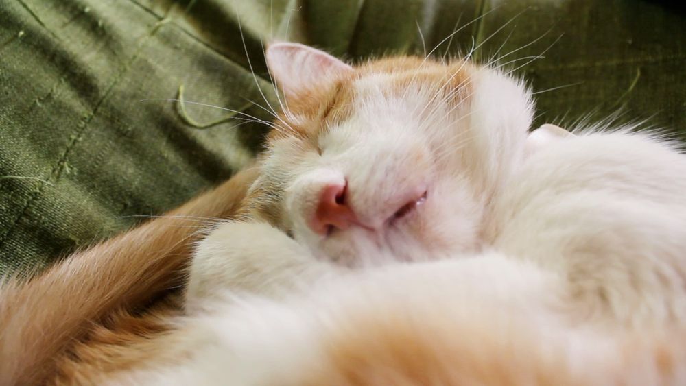 Orange and white cat, fluffy and sound asleep 