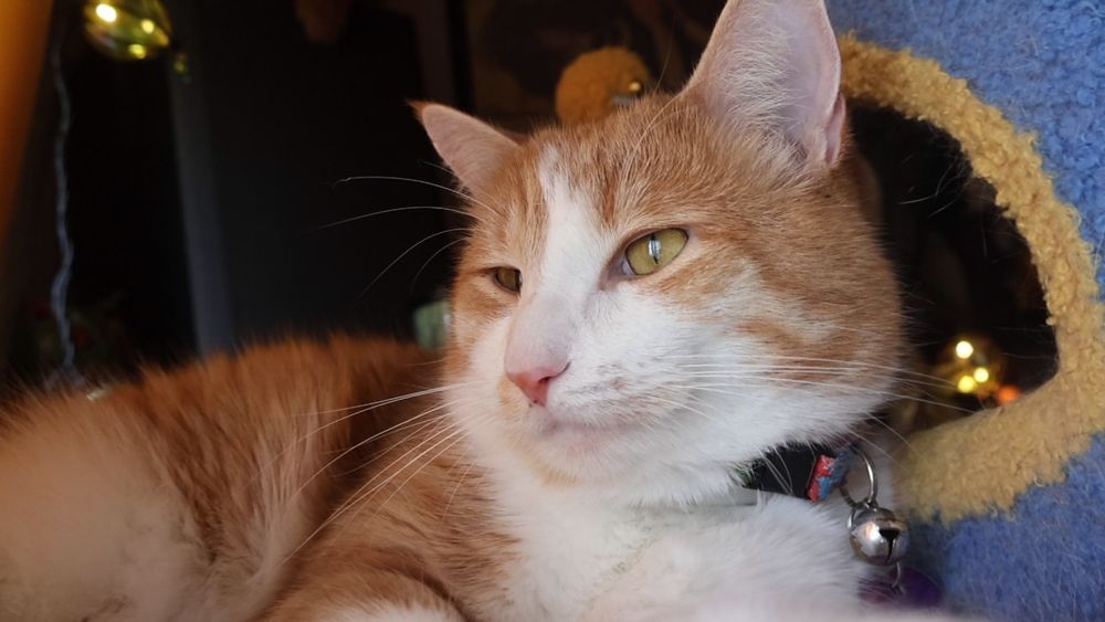 Orange and white cat, a stauch character. He says, "Good morning Gonzobongos! Yes, it is grocery delivery day, but do not fret! I'm a brave grocerybro now and will not need to hide."