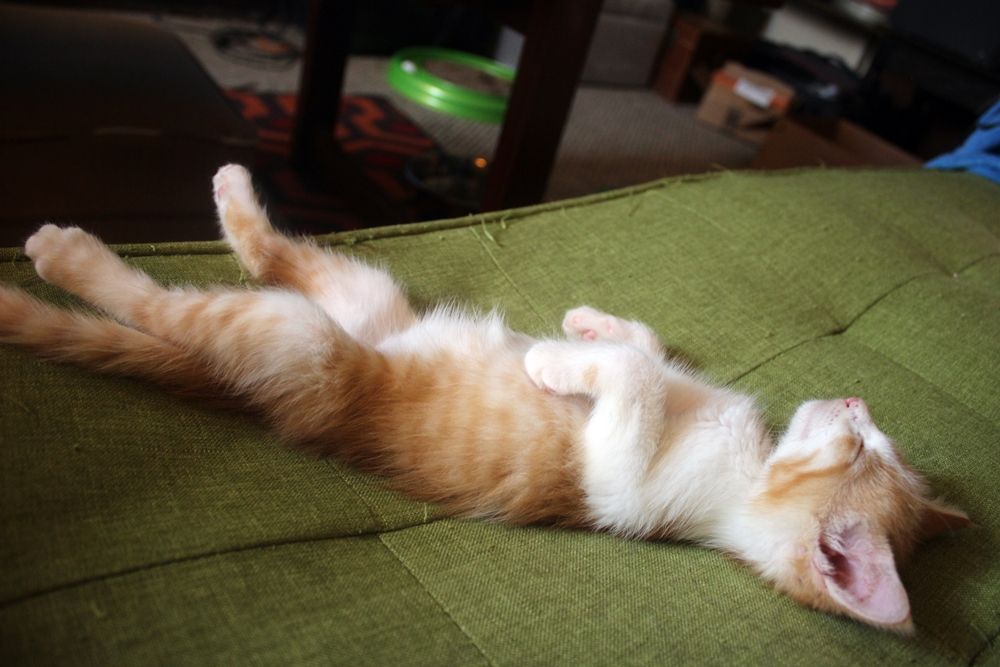 Orange and white kitten sleeping flat on his back on a green couch 