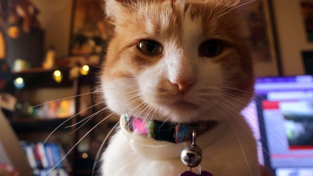 Orange and white cat, the picture of defiance. His behavior report is 80% good, 5% trespassed on the helicopter shelf, 10% knocked so manny things off of the table, 5% got his tail in Dad's spaghetti 