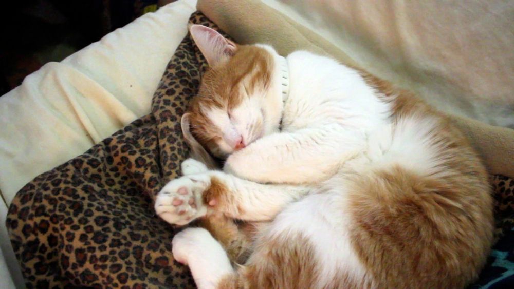 Orange and white cat curled asleep, one ear folded 