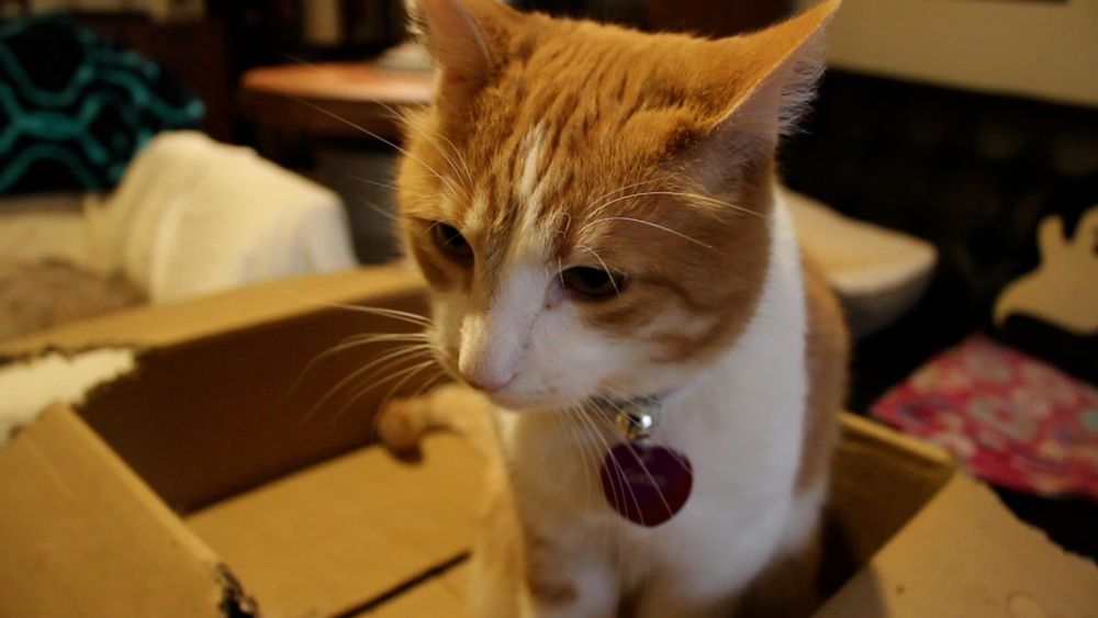 Orange and white cat in a shallow box. On the edge.