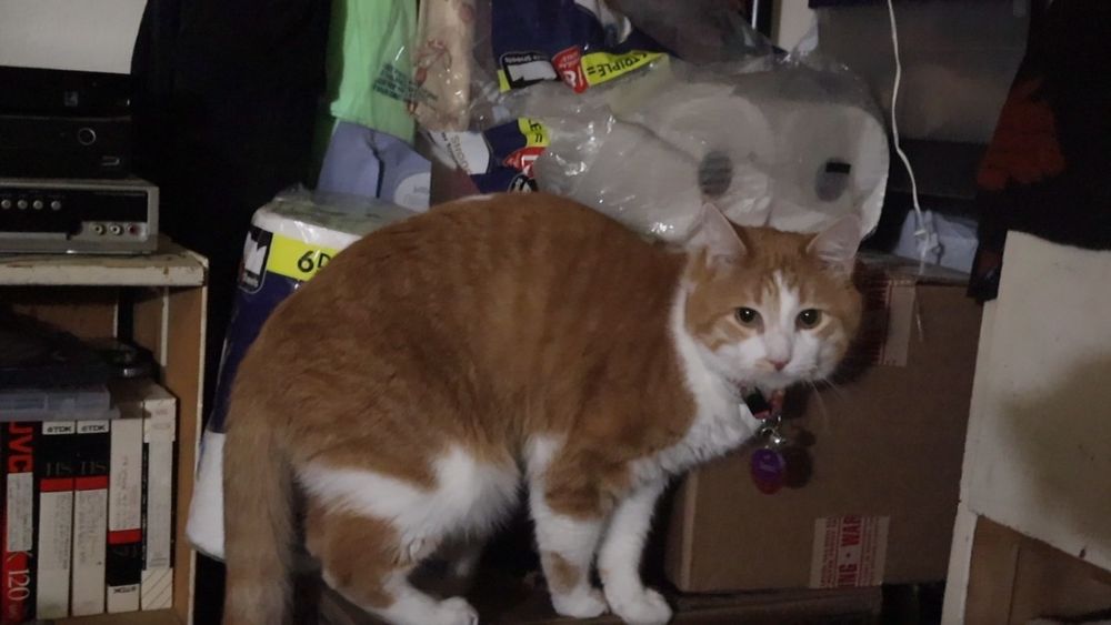 Orange and white cat on a box looking guilty. His behavior report is 95% good, 5% attempted break-in of toilet paper box 