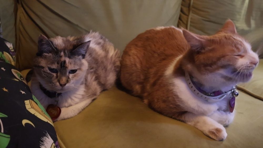 Orange and white cat sits smiling next to a dilute tabbico cat 