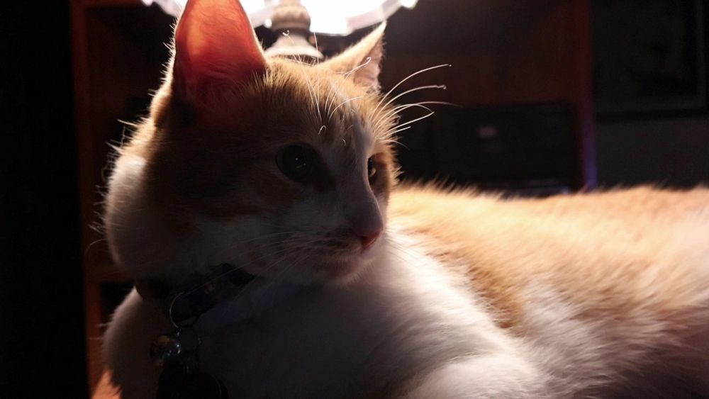 Orange and white cat in dramatic light. He says, "Good morning Gonzobongos! This week has been a very long year."