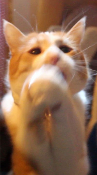 Orange and white cat pleads with clasped paws