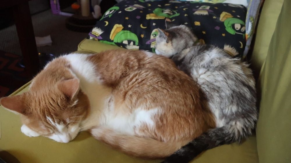 Orange and white cat and dilute tabbico cat lying together 