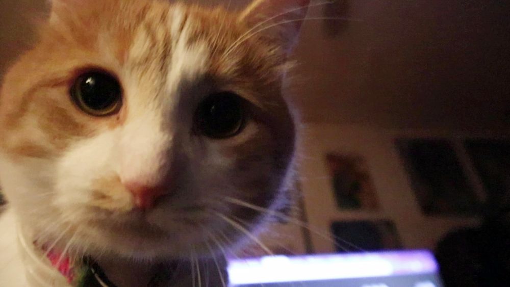 Orange and white cat with large round eyes 