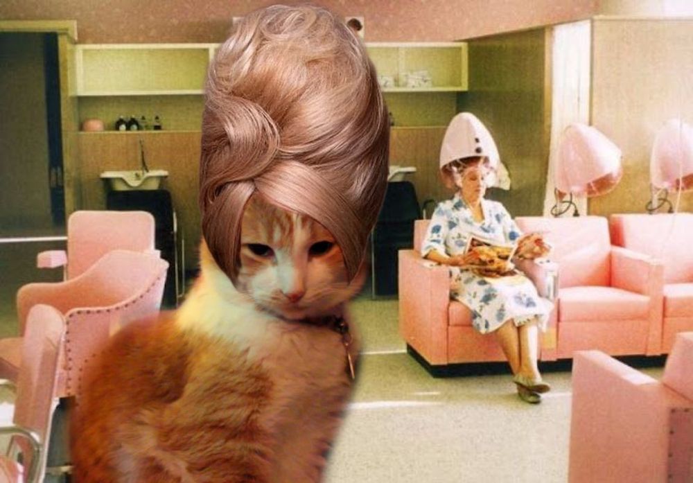 Orange and white cat in a photoshopped beauty shop with a photoshopped beehive wig