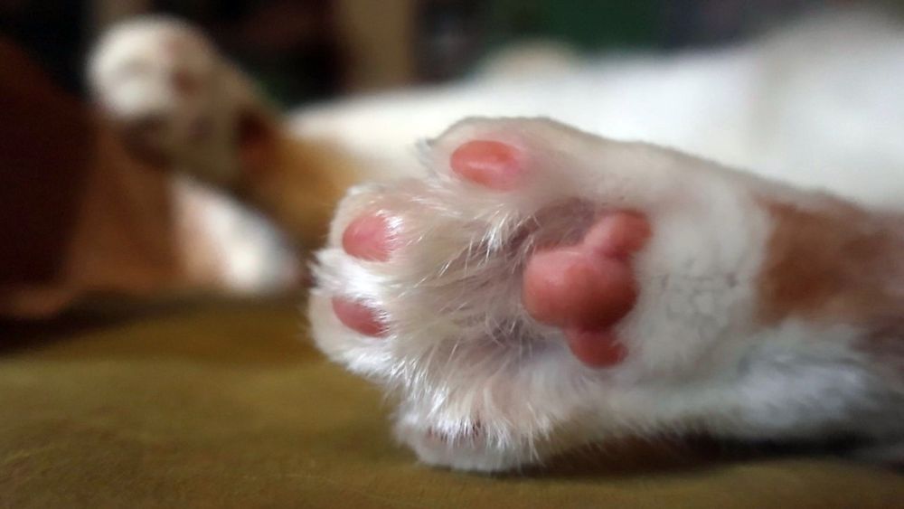 Back foot of an orange and white cat 
