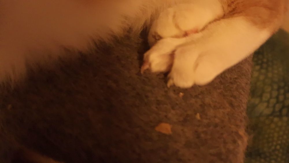 Weird back toes of orange and white cat 