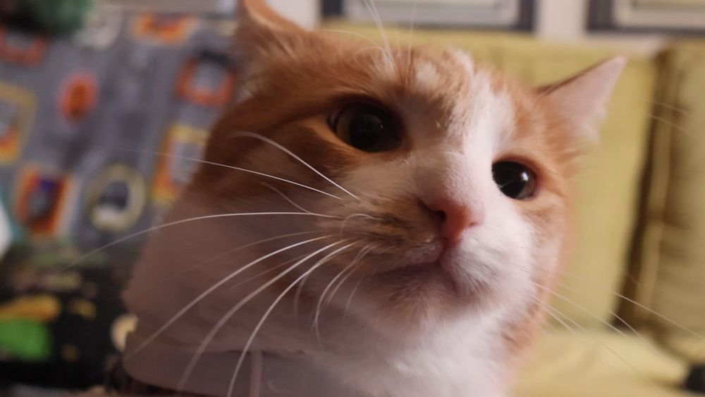 Orange and white cat, not to be trifled with