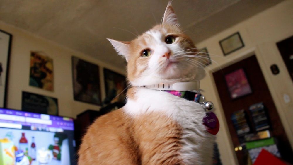 Orange and white cat, ornery. His behavior report is 95% good, 5% trespassed on the helicopter shelf 