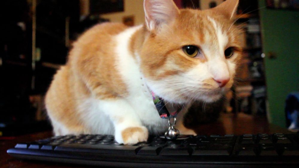 Orange and white cat, one paw on a keyboard 