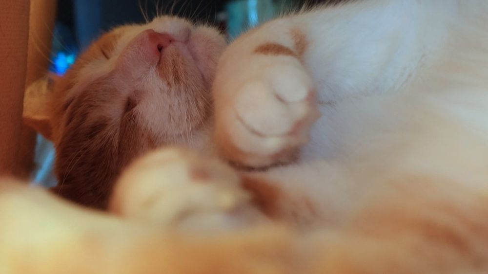 Orange and white cat, sleeping with curled paws. He says, "Good morning Gonzobongos! Yes, I am very soft "
