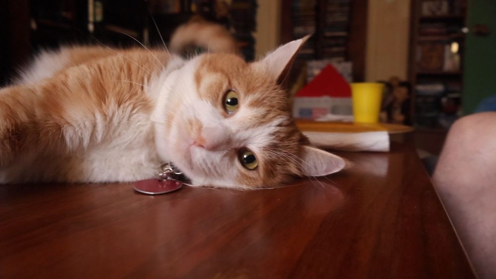 Orange and white cat lounging on a table. He says, 