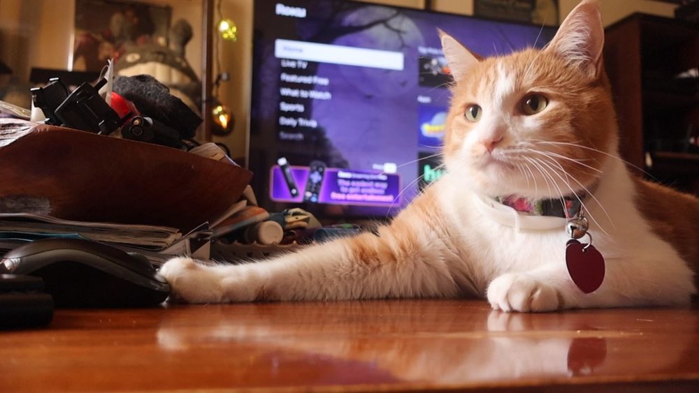 Orange and white cat, paw on a OC mouse. He says, "Good morning Gonzobongos! I have a mouse and am not afraid to use it, okay?"