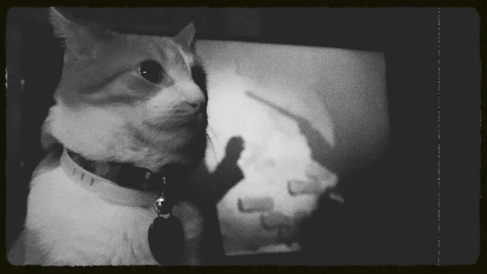 Black and white picture of a cat in front of a TV showing the shadow of a gun on a wall