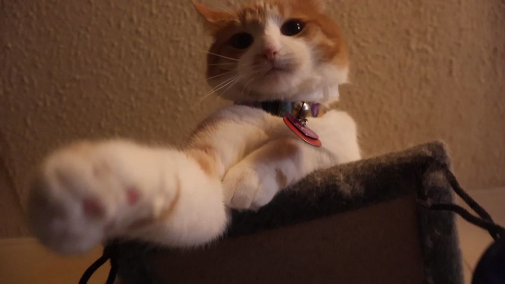 Orange and white cat viewed from below. There is a nonzero chance he will jump down upon your head