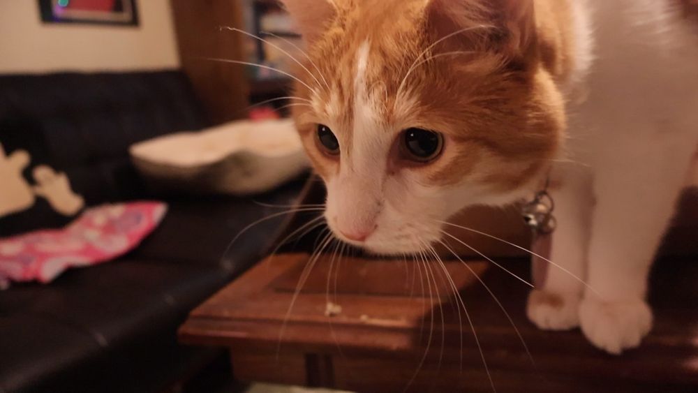 Orange and white cat thinks you're cool