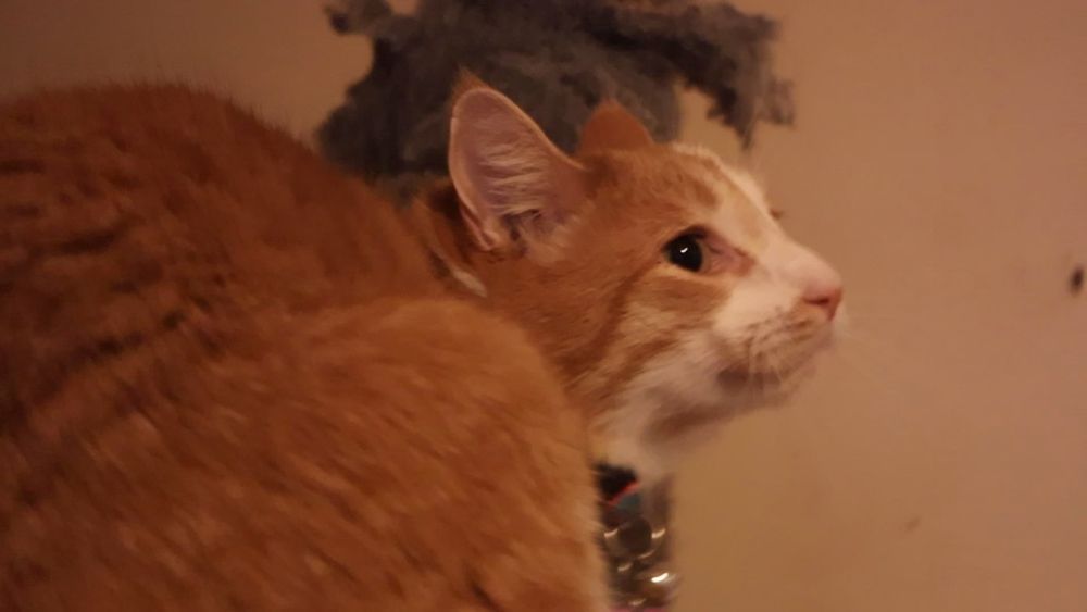 Orange and white cat, remorseless. His behavior report is 95% good 5% mauled Mom a little bit 