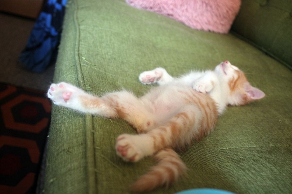 Orange and white kitten sleeping flat on his back on a green couch 