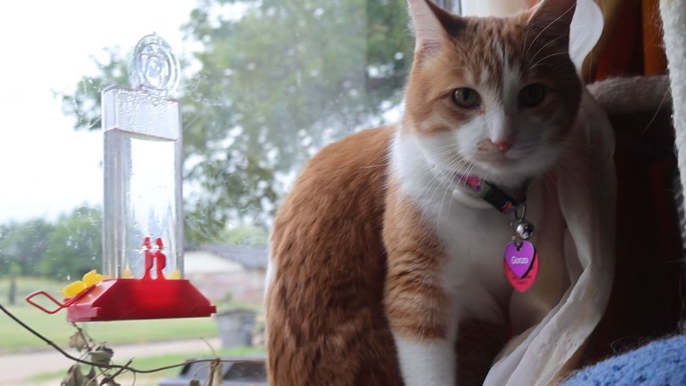 Orange and white cat on a windowsill. He says, 
