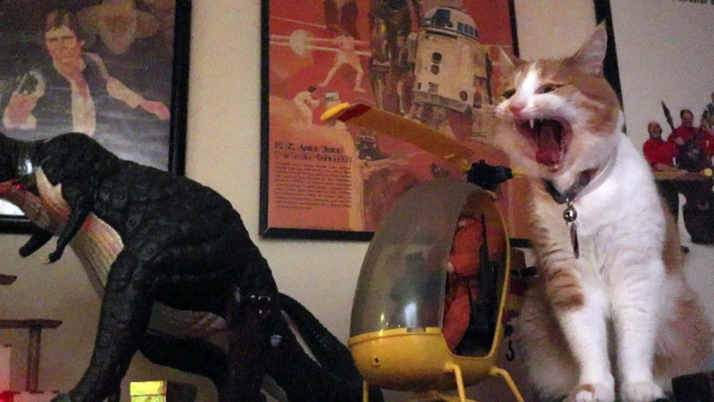 Orange and white cat on a shelf with a large yellow plastic toy helicopter and a green plastic dinosaur model 