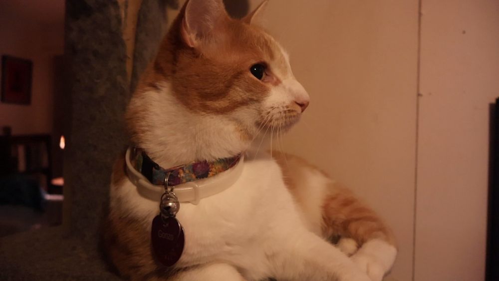 Orange and white cat, noble demeanor. His behavior report is 100% good.