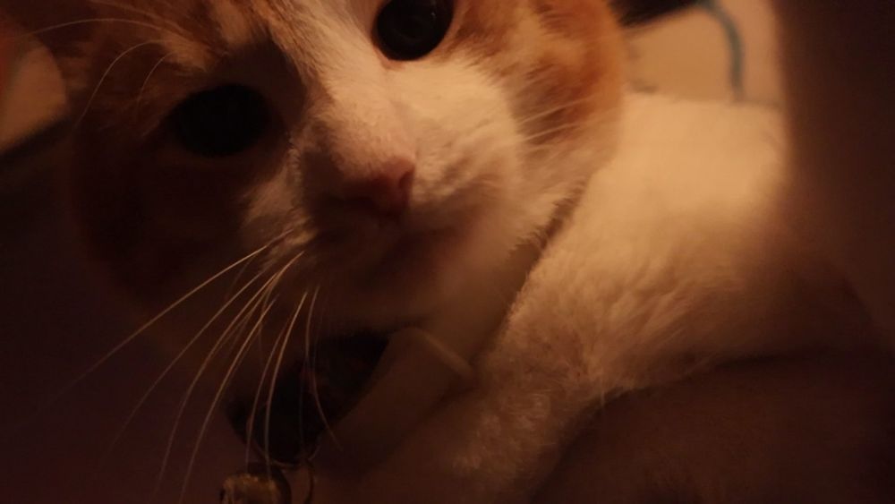 Orange and white cat lurking in the darkness 
