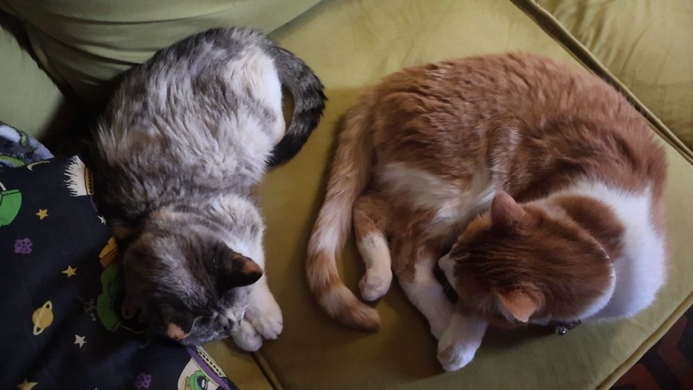 Orange and white cat lies next to a dilute tabbico cat on a green couch 