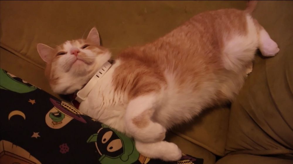 Orange and white cat sleeping on a couch 
