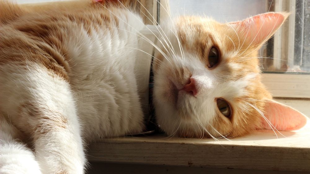 Orange and white cat relaxing on a windowsill 