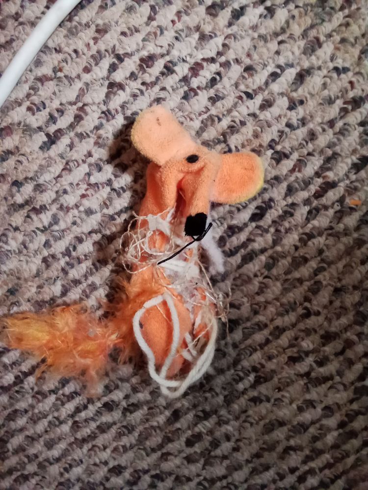 Sad torn up toy mouse