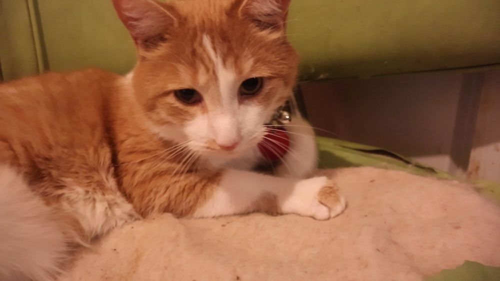 Orange and white cat who doesn't know what a glonzo is or what's up with bananas etc etc