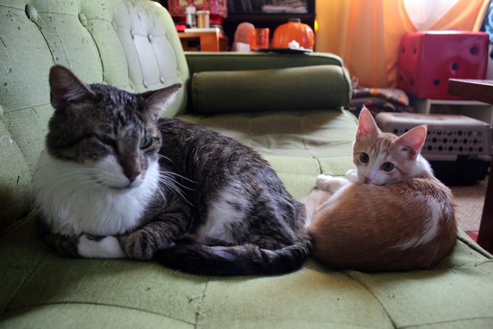 Orange and white kitten next to a brown and white tabby cat 