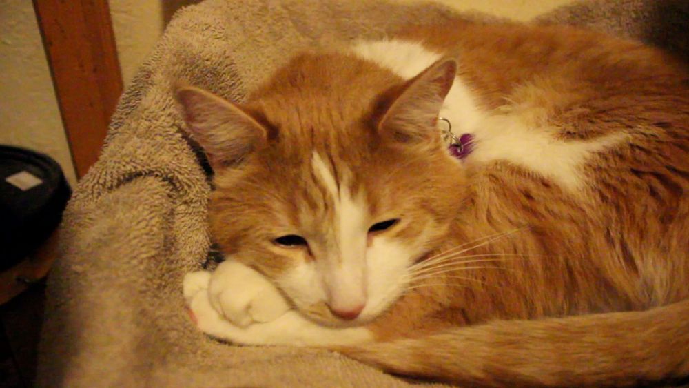 Orange and white cat trying to rest. He says, "Good morning Gonzobongos, please excuse me if I don't get up."