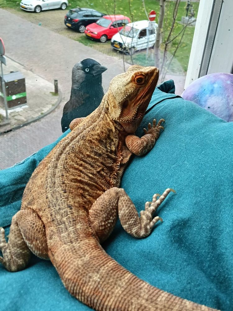 A bearded dragon on a light blue pillow on a window sill. His head is turned to the right, probably towards my mother who's out of frame.
To the left of the bearded dragon's head is a black bird on the other side of the window. The bird looks in the same direction as the bearded dragon, clearly wondering "what the hell is this nonsense" and where is his daily food.
They look like they might be teaming up but aren't the least bit interested in each other. Classic! 
Background is the street, several stories lower, some parked cars and a field to the right.