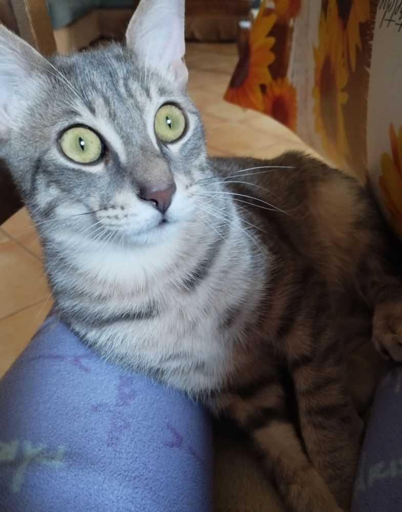 "Ay dios mío, si yo pensaba que era sábado ya. Y todavía es viernes. Es que esta semana, mes, año no va a acabar nunca! 😱", pensó el gato con cara de susto.