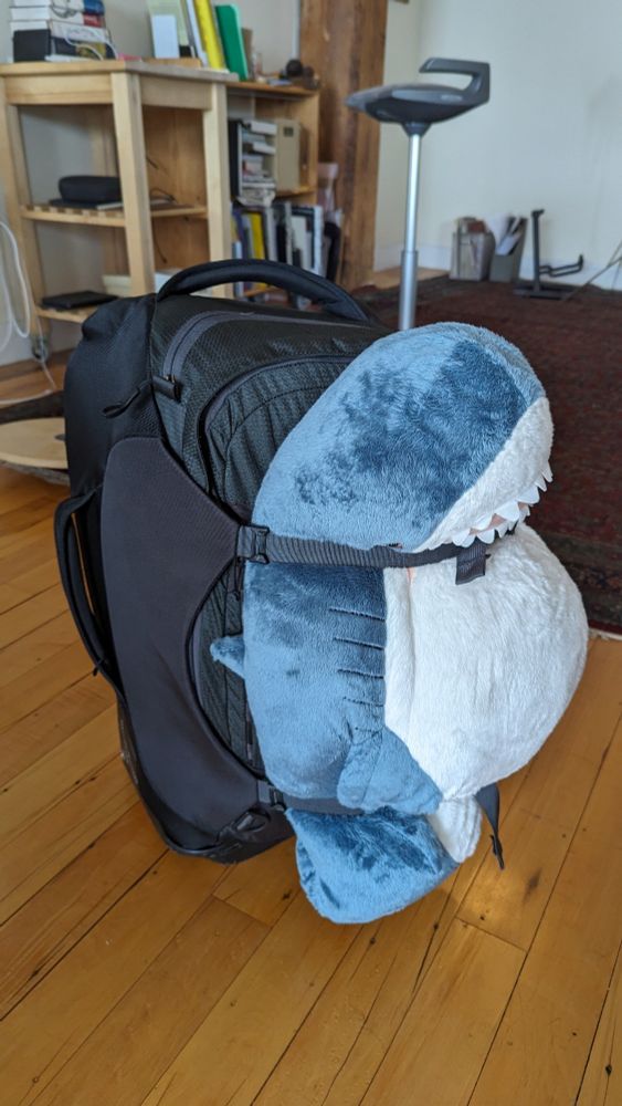 A photo of an IKEA shark strapped to a suitcase, tightly cinched in two places.