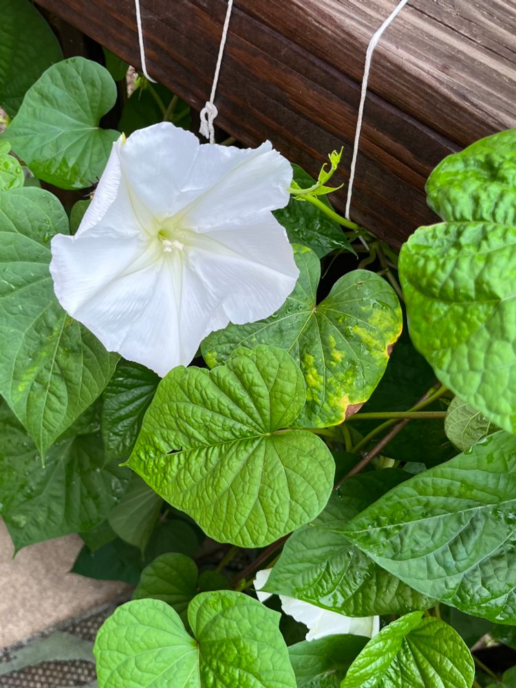 A large white blossom on a plant held to a wooden railing with string. Another blossom can be glimpsed through the leaves.