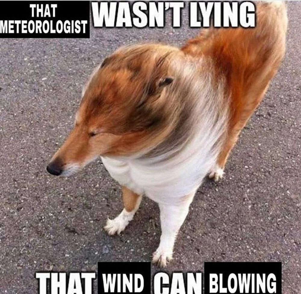 Meme of a dog getting its fur blown across its body, squinting as they stand against the strong air currents, the caption reads “That meteorologist wasn’t lying, that wind can blow!”