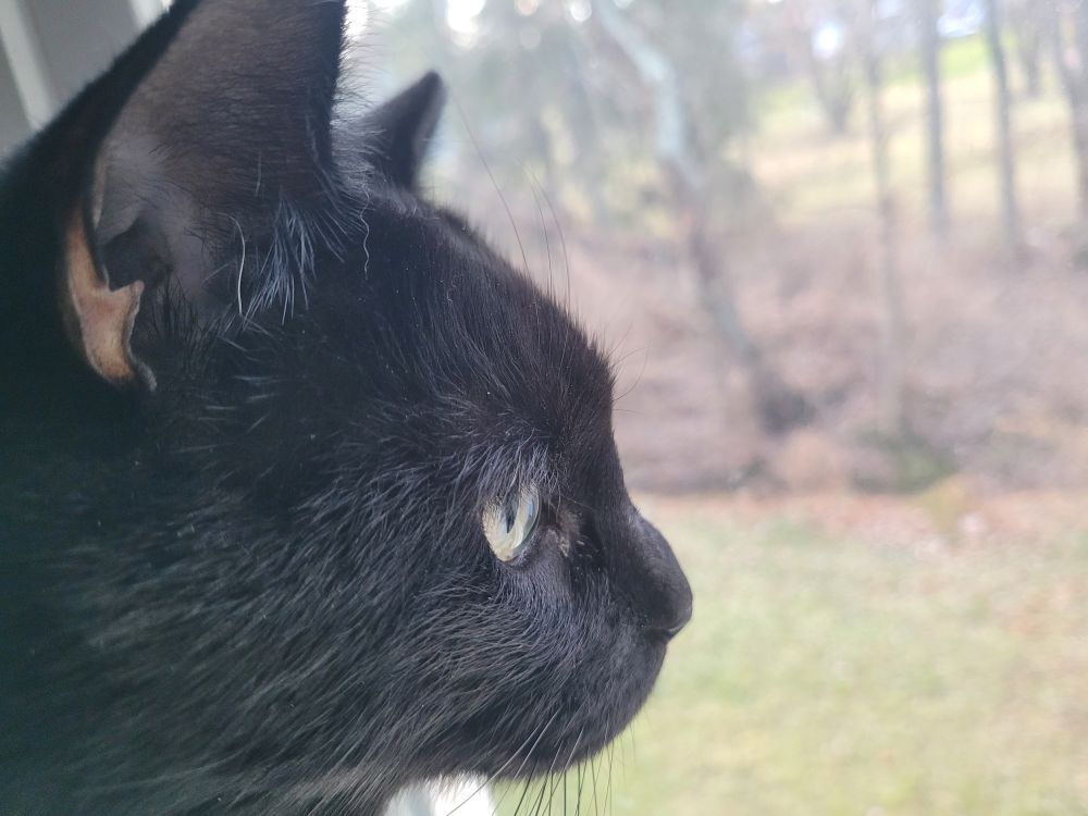 Black cat looking out the window